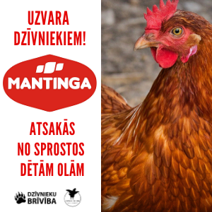 "Mantinga" atsakās no sprostos dētām olām