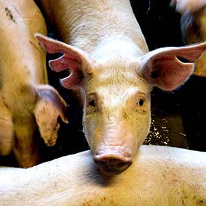 cūkas sia baltic pork