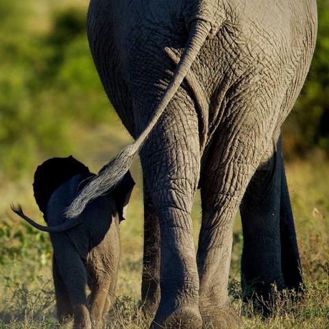 Elephant mom and calf by Simon Hodgson