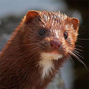 fur farming ban in poland